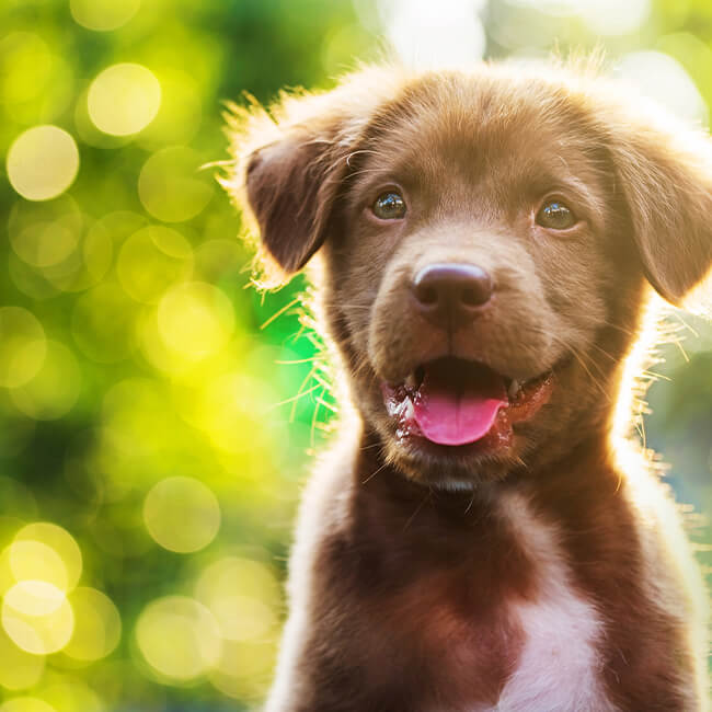 How Social Media Shines the Light on Dog Rescues (And How It Can Help Your Business!)
